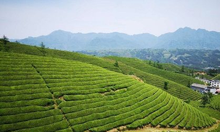 鍛造襄陽(yáng)高香茶品牌 藍(lán)溪茶業(yè)出口、內(nèi)銷(xiāo)相得益彰